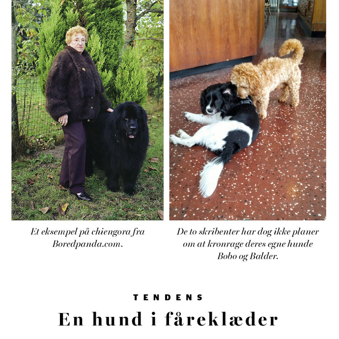 En hund i fåreklæder